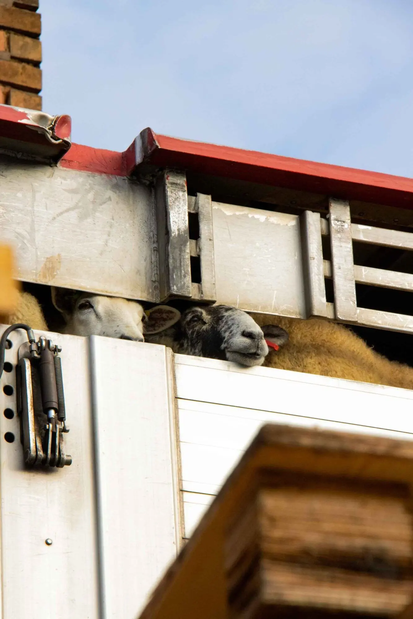 Birmingham sheep in truck