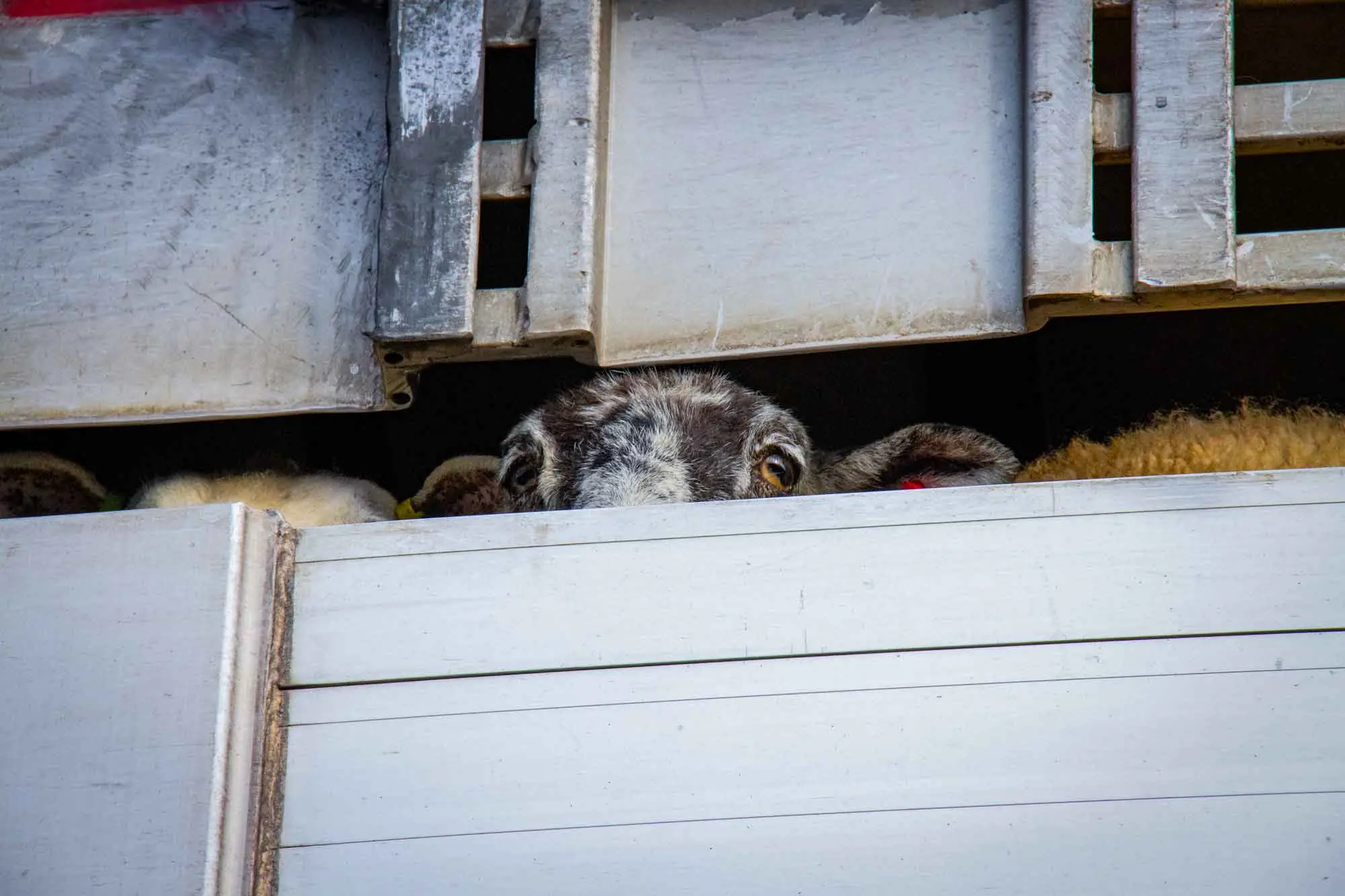 Birmingham sheep in truck