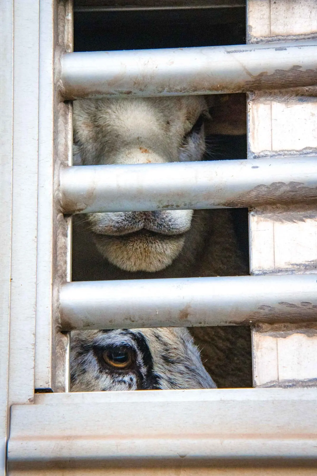 Birmingham sheep in truck