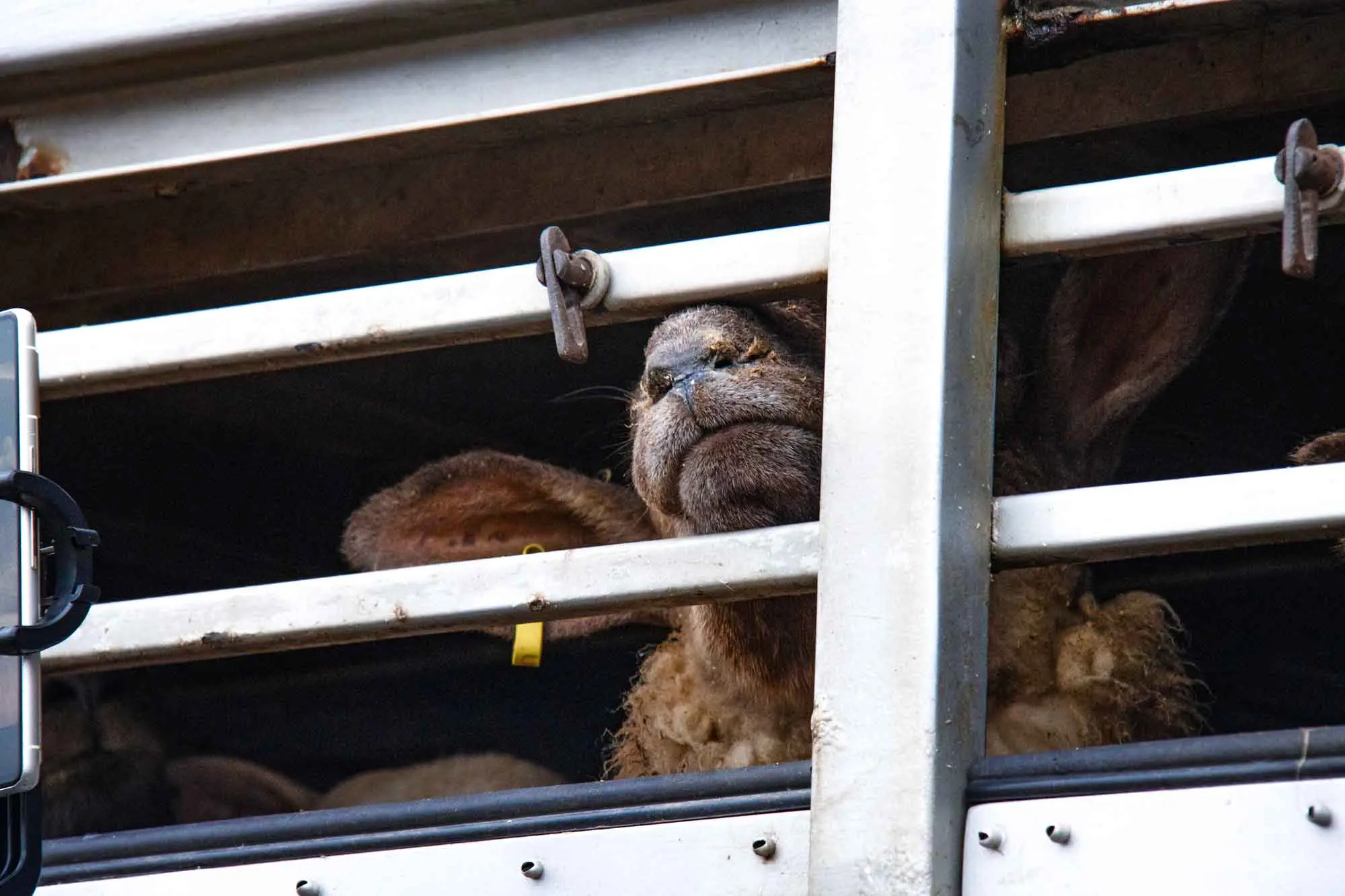 Dorset sheep in truck