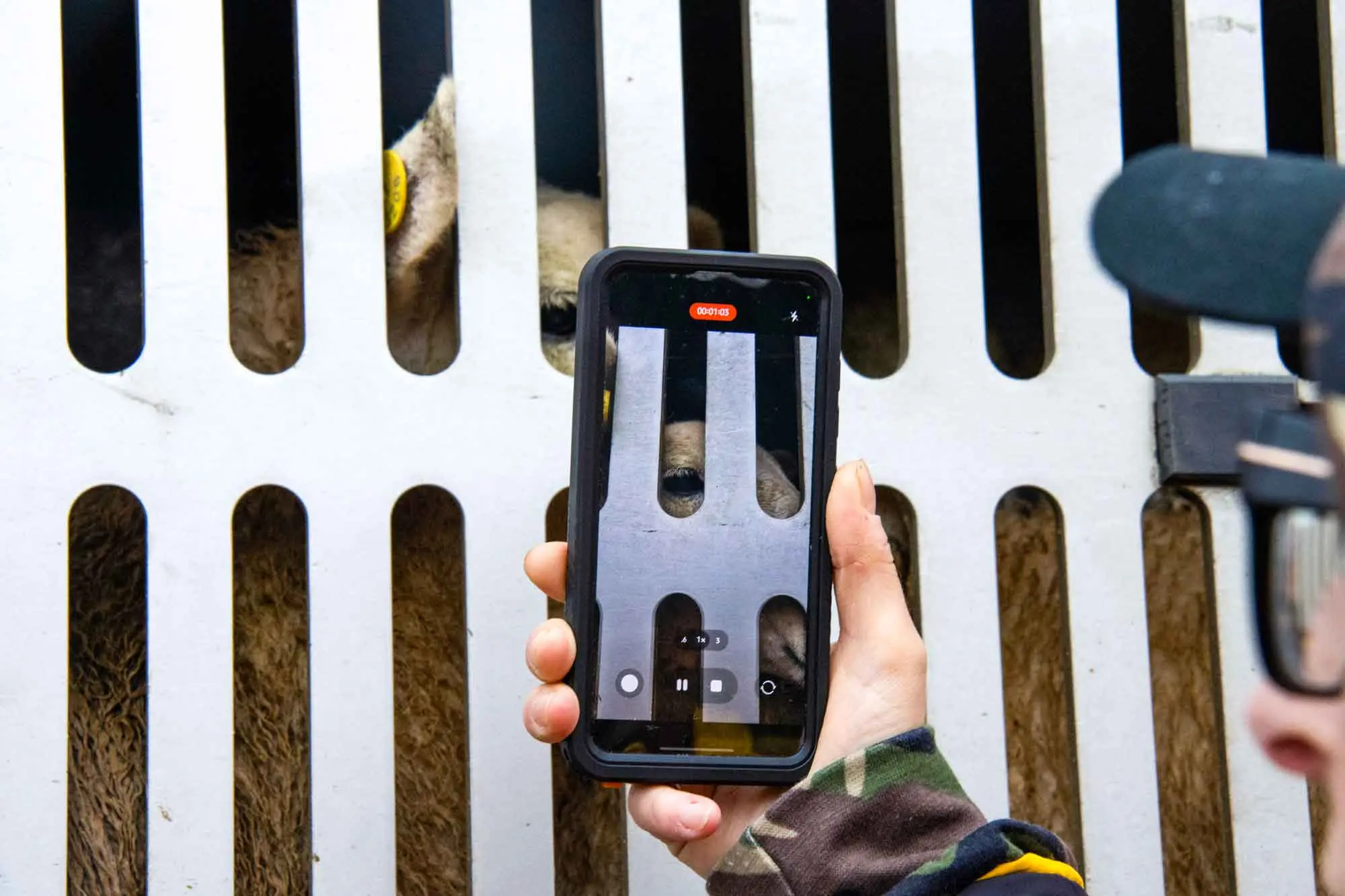 Dorset activist filming sheep